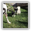 hundegalerie_016