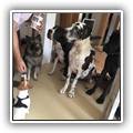 hundegalerie_017