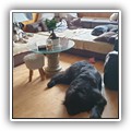 hundegalerie_039