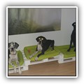 hundegalerie_053